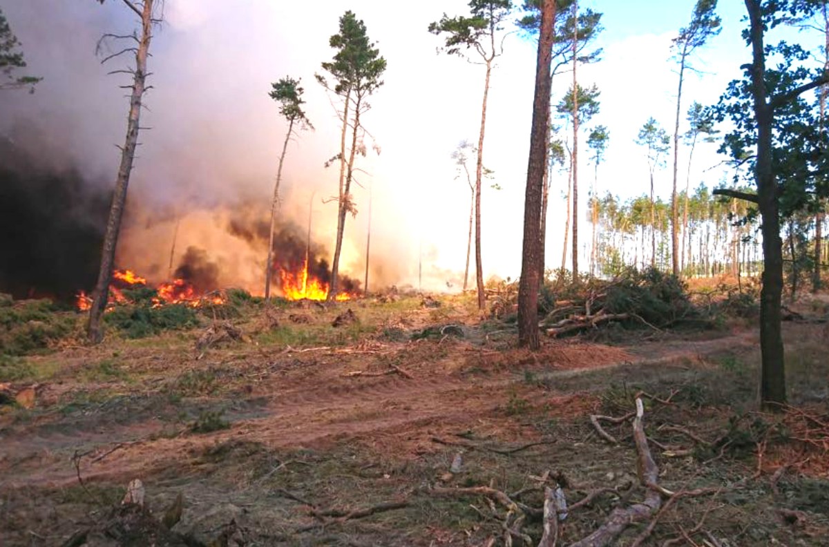waldbrand saxdorf waldbrand saxdorf